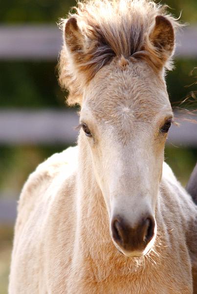 Bjarndis von Heidmoor f.jpg